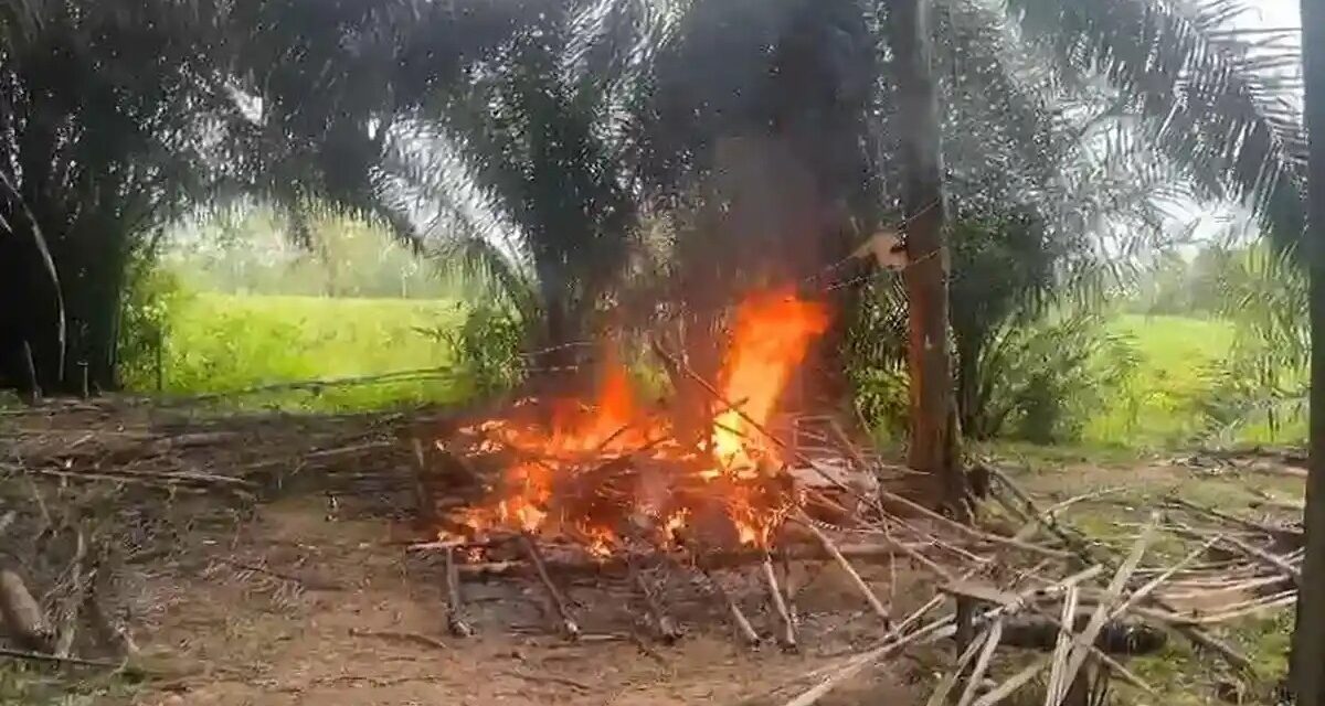 Polisi Bakar Gubuk Pesta Narkoba di Lampung Tengah, Tersangka Kabur Lewat Sungai