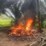 Polisi Bakar Gubuk Pesta Narkoba di Lampung Tengah, Tersangka Kabur Lewat Sungai